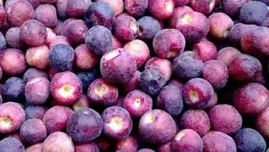 5 Health Benefits Of Falsa, Falsa Sharbat Recipe