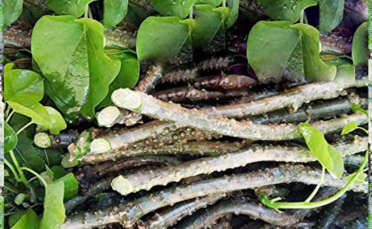 5 essential herbs for kidney health