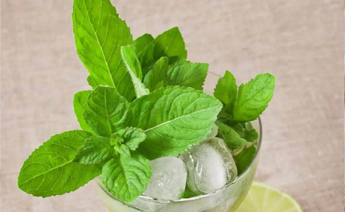 5 Summer Beating Foods That Keep Your Stomach Cool