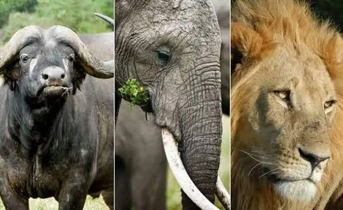 World Wildlife Day 2023: Partnership for wildlife conservation