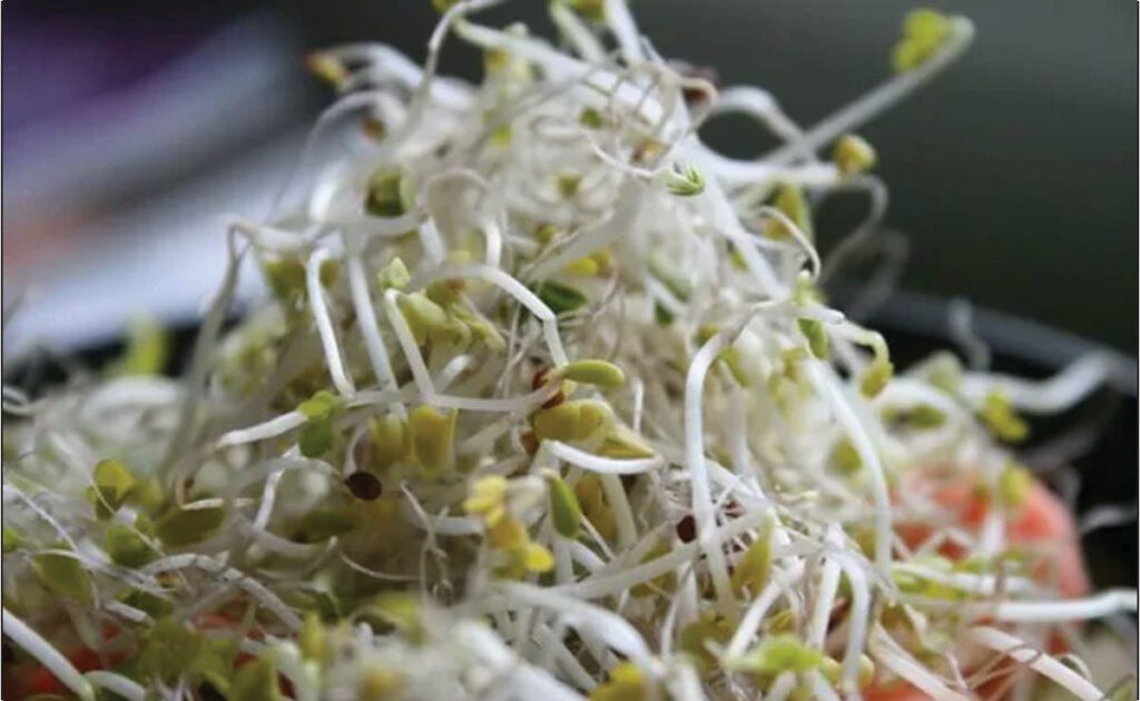 Key Benefits of Sprouts Immunity