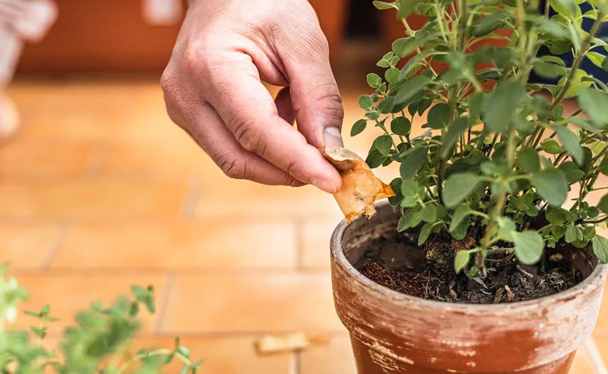 Use of Remaining Tea Leaves