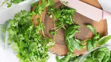 5 Easy Ways To Keep Coriander Fresh For Longer