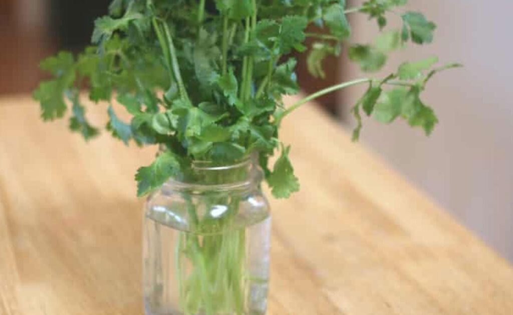 5 Easy Ways To Keep Coriander Fresh For Longer