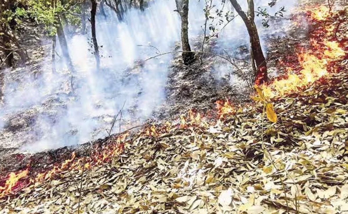 7 Famous Environmental Movements in India