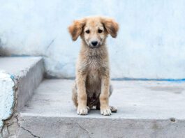 5 Easy Ways to Help Stray Dogs