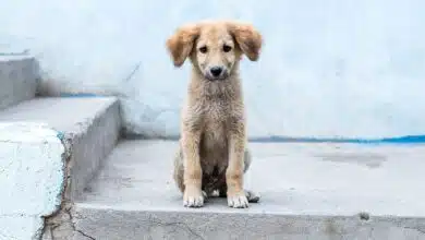 5 Easy Ways to Help Stray Dogs