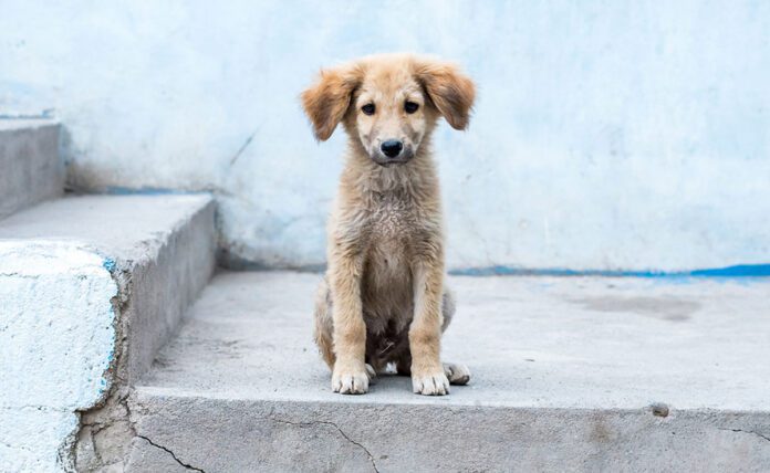 5 Easy Ways to Help Stray Dogs