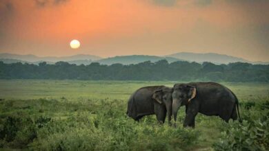 7 National Parks of Assam and its features