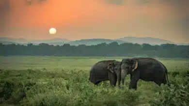 7 National Parks of Assam and its features