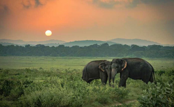 7 National Parks of Assam and its features