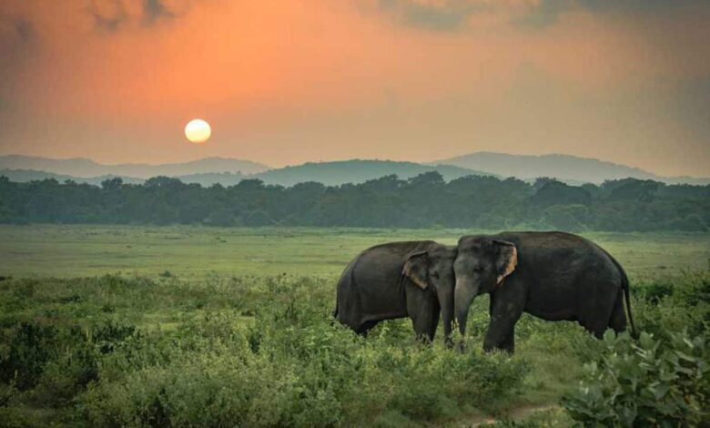 7 National Parks of Assam and its features