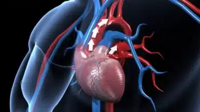 Foods that increase blood circulation in the body