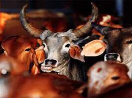 CBI summons Abhishek Banerjee in cattle smuggling case