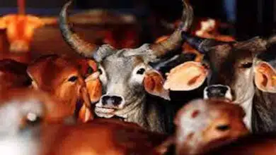 CBI summons Abhishek Banerjee in cattle smuggling case