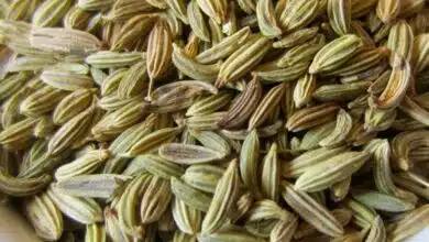 Fennel Seeds can help in reducing weight in 4 ways