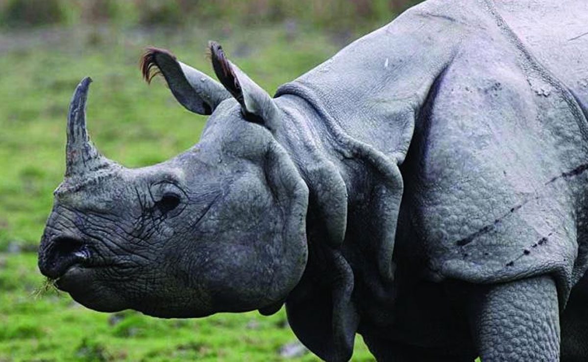 7 National Parks of Assam and its features