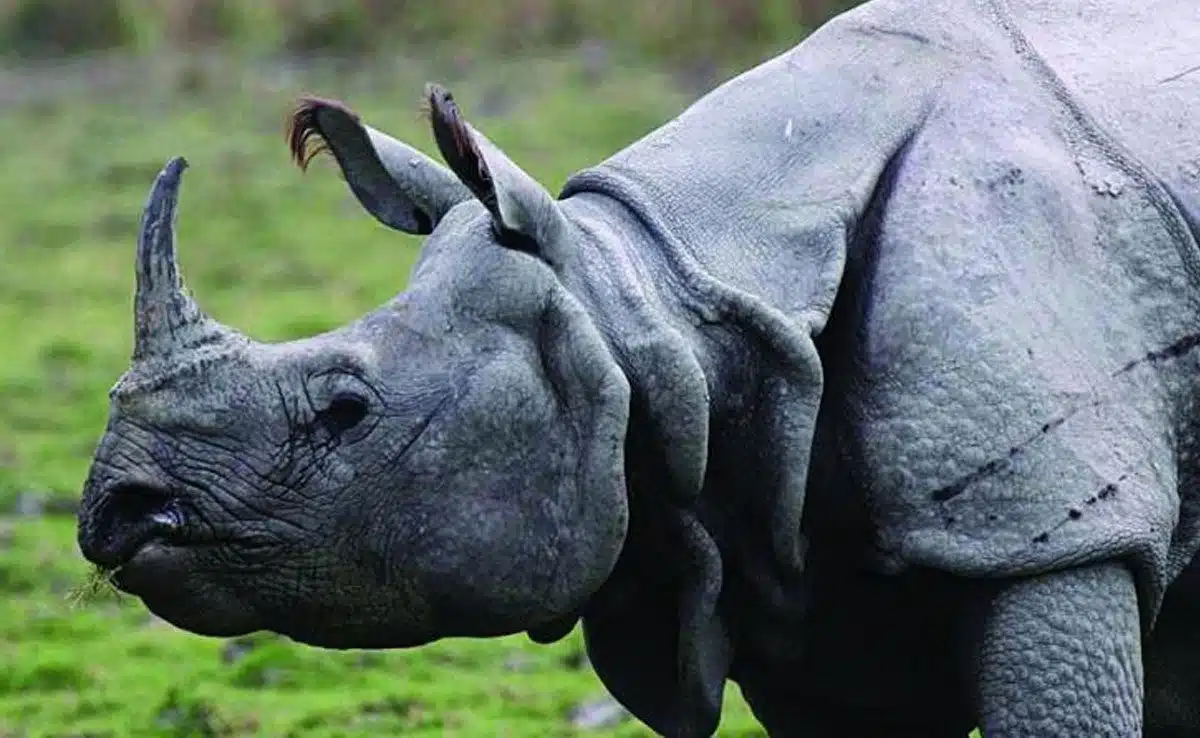 7 National Parks of Assam and its features