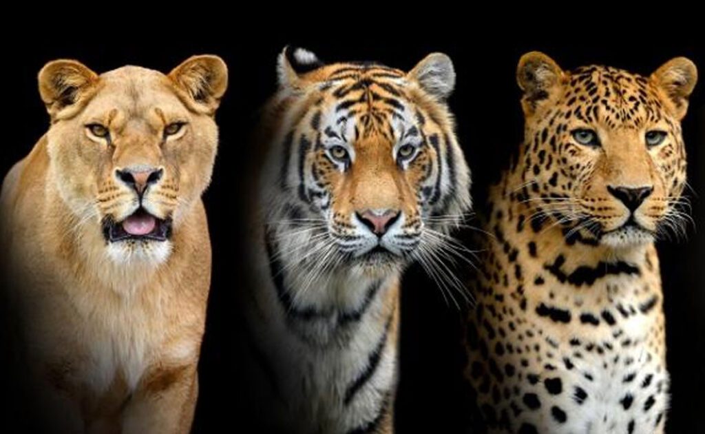 IBCA to focus on protection of big cats