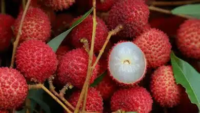 Know the amazing benefits of litchi