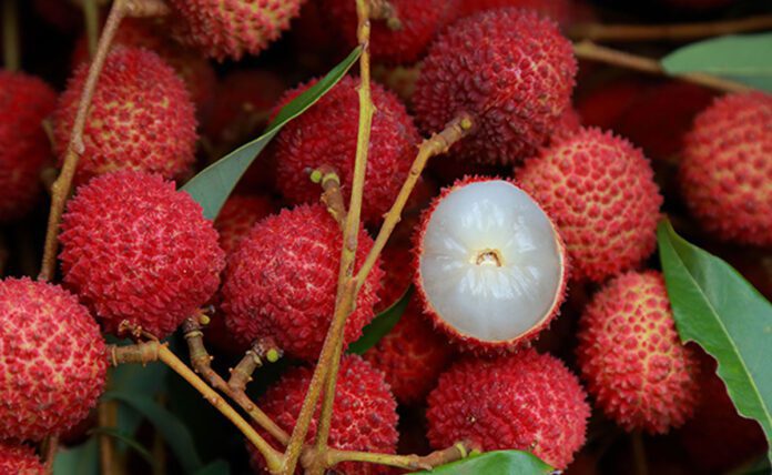 Know the amazing benefits of litchi