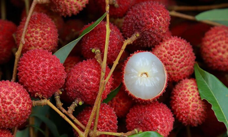 Know the amazing benefits of litchi