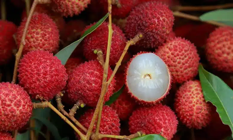 Know the amazing benefits of litchi