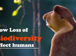 Loss of Biodiversity can affect humans