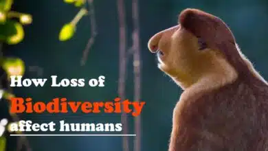 Loss of Biodiversity can affect humans
