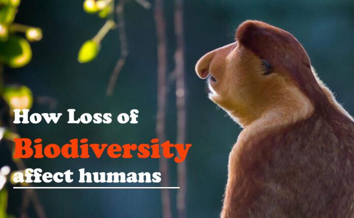 Loss of Biodiversity can affect humans
