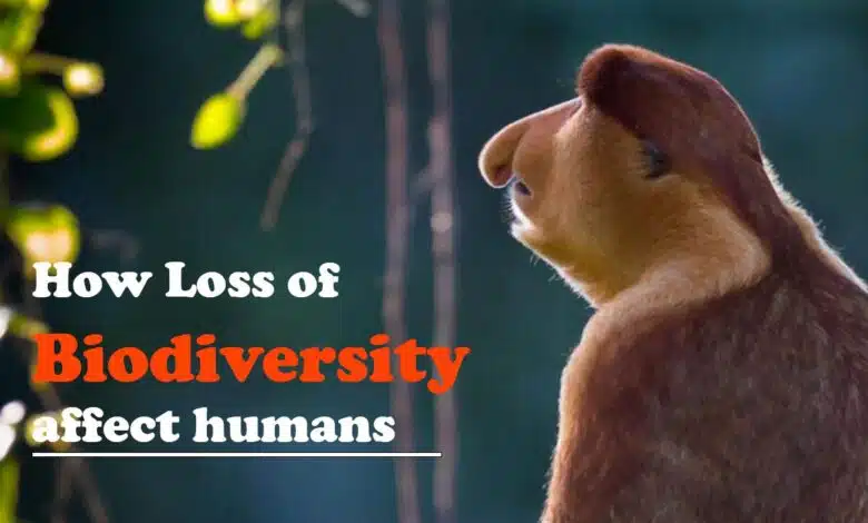 Loss of Biodiversity can affect humans