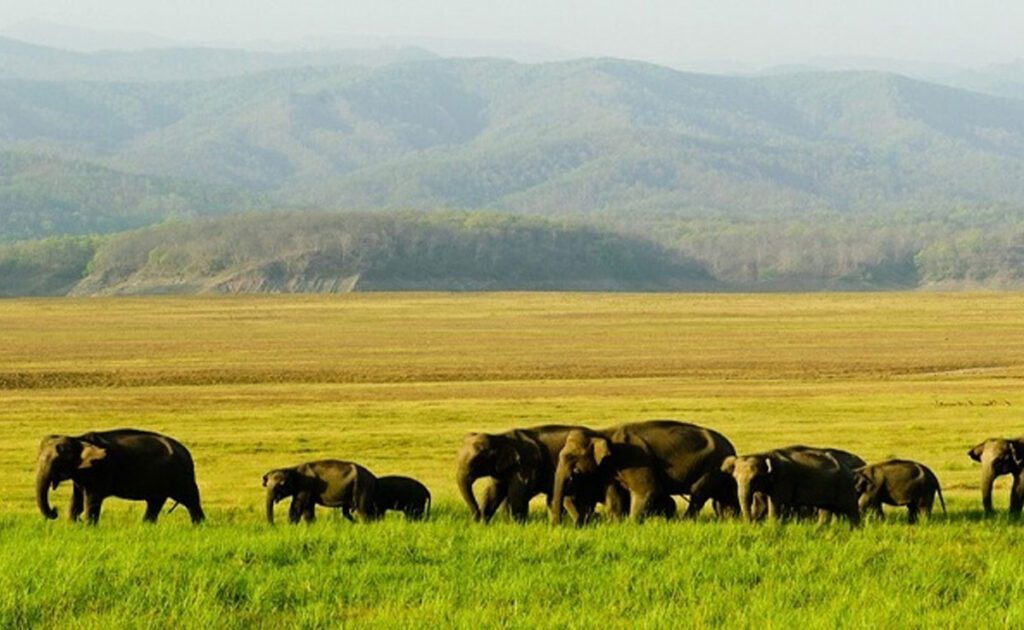 7 National Parks of Assam and its features