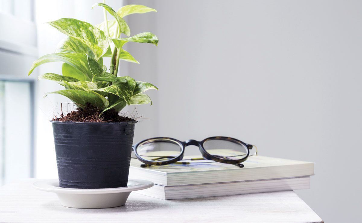 Benefits of Money Plant according to Feng Shui