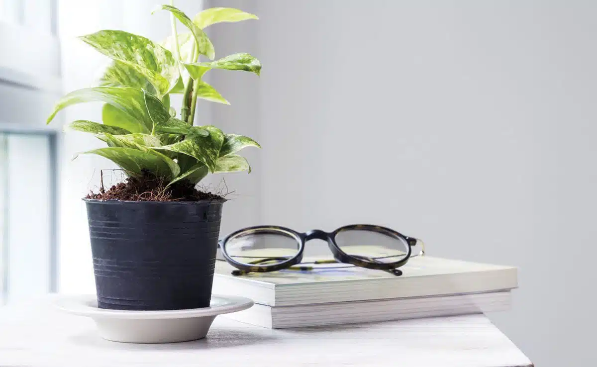 Money Plant 1 Benefits of Money Plant according to Feng Shui