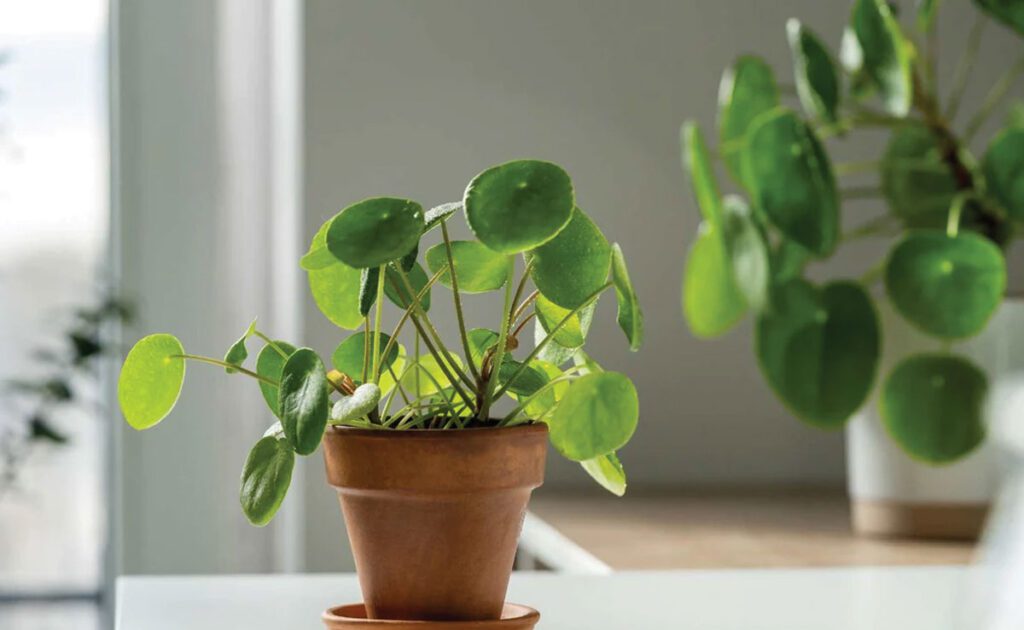 Benefits of Money Plant according to Feng Shui