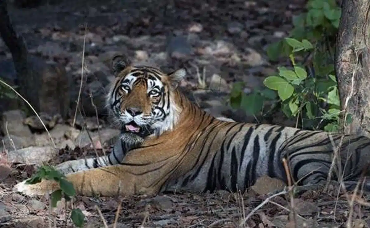 7 National Parks of Assam and its features