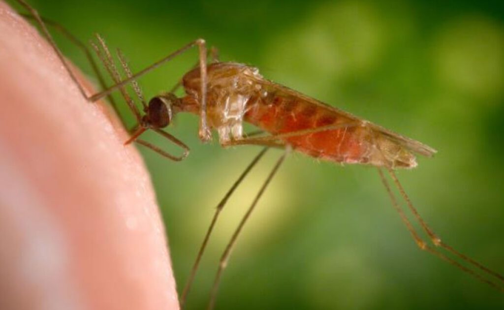 Precautions and care of malaria during pregnancy
