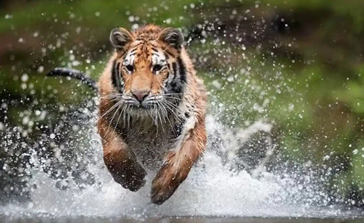 Tiger population in 2022 was 3167 Tiger population in 2022 was 3,167