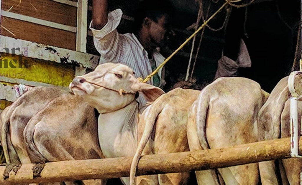 UP court grants bail to accused under cow slaughter law