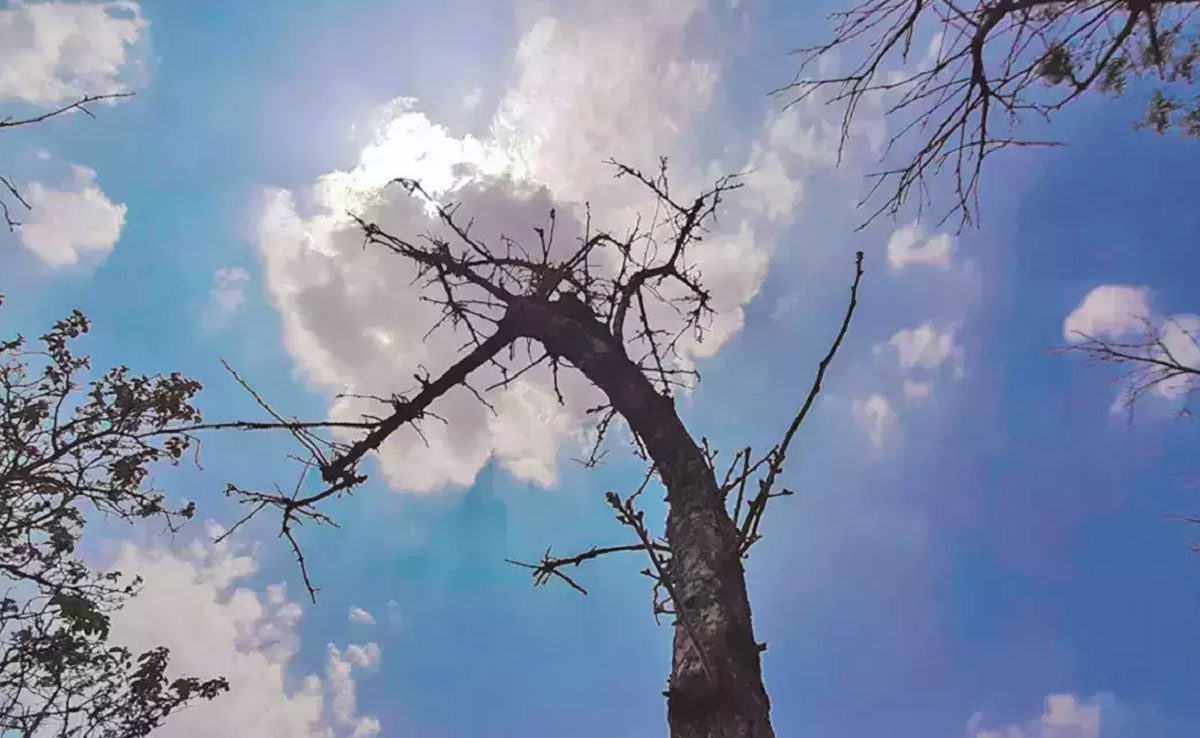 India will see rise in temperature: IMD