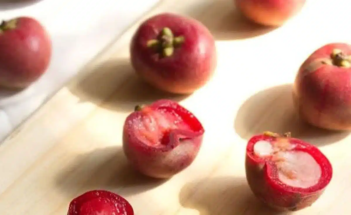 kokum fruit Try the Maharashtrian Kokum Sherbet drink now