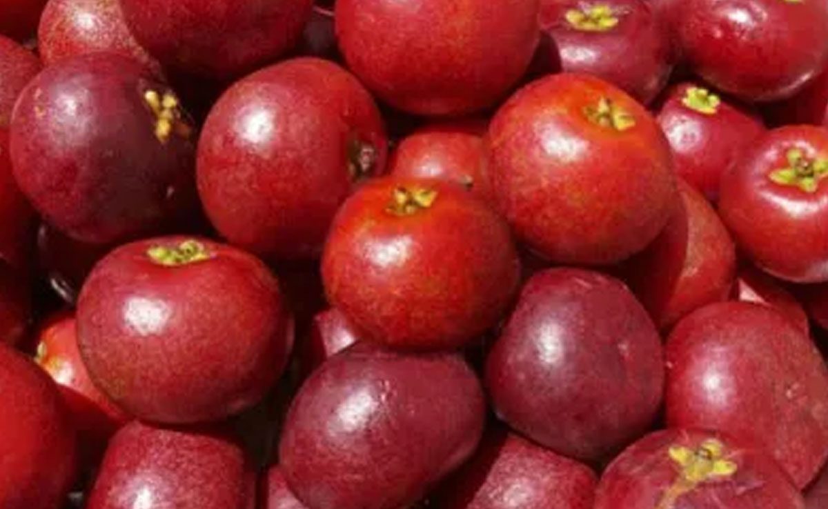 5 Kokum Drinks to survive the summer