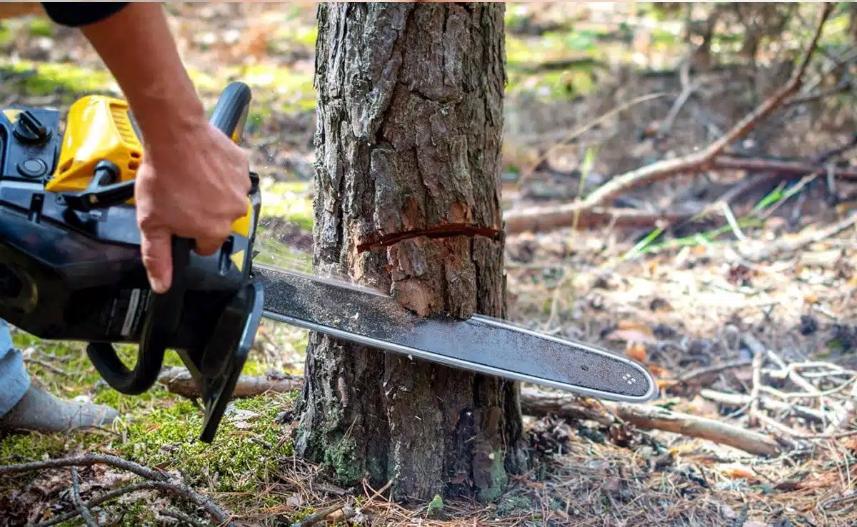 Loss of Biodiversity can affect humans