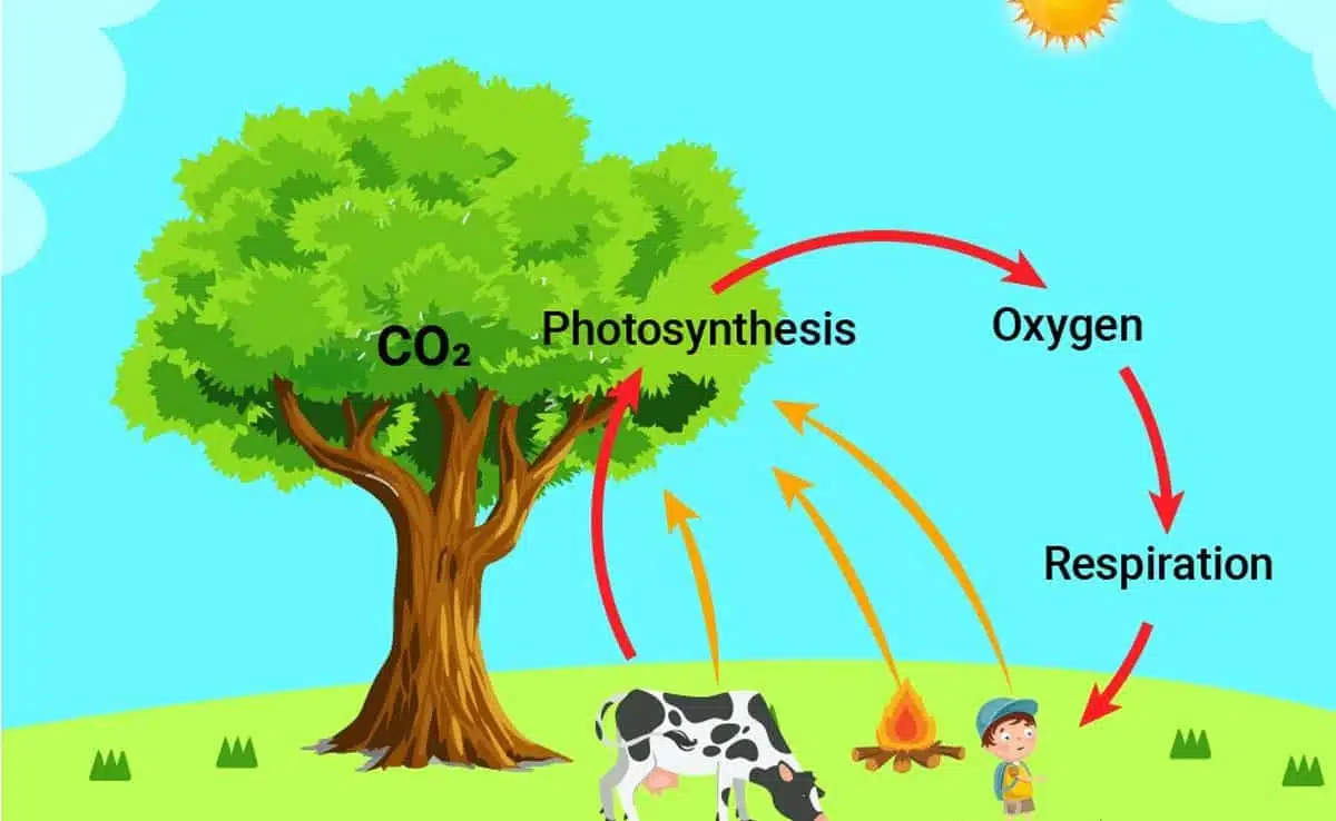 Loss of Biodiversity can affect humans