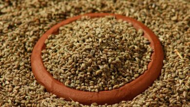 Ajwain, a powerful remedy for autoimmune disorders