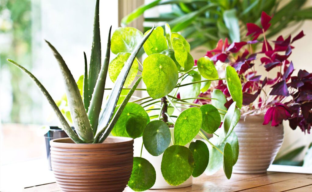 Top 5 Health Benefits of Indoor Plants