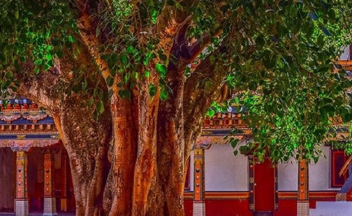 Jyeshtha Purnima 2023 Date, Rituals and Significance