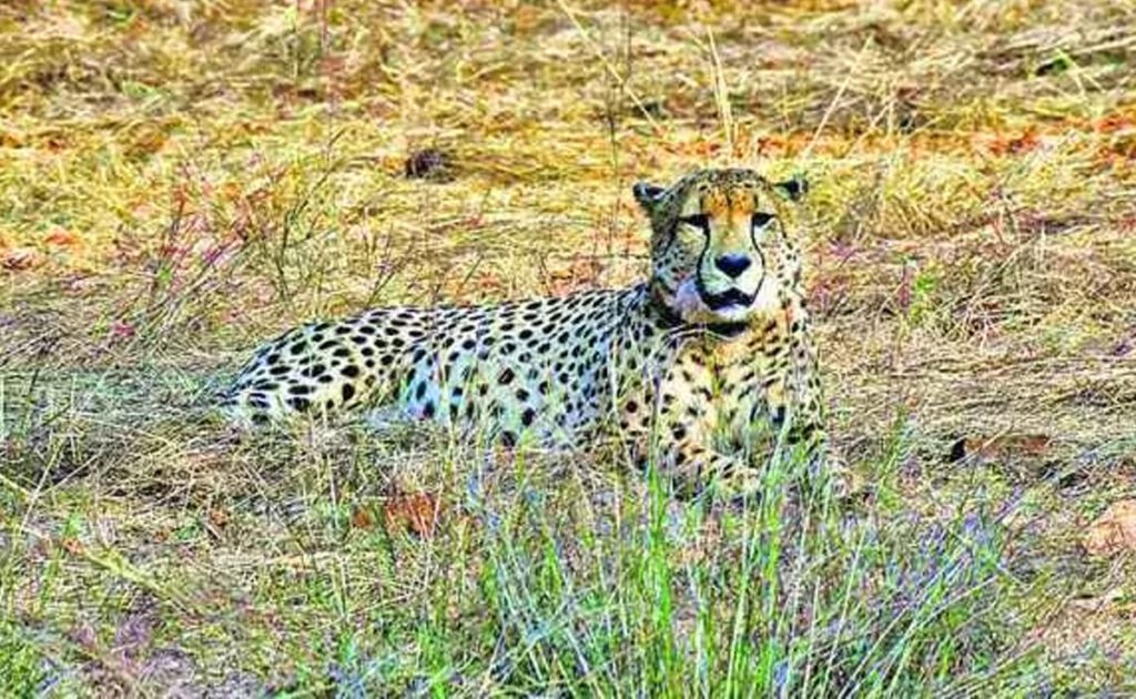 3rd cheetah dies in MP's Kuno National Park