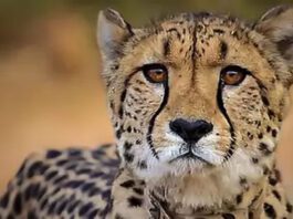 3rd cheetah dies in MP's Kuno National Park