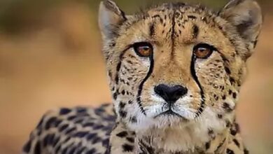 3rd cheetah dies in MP's Kuno National Park